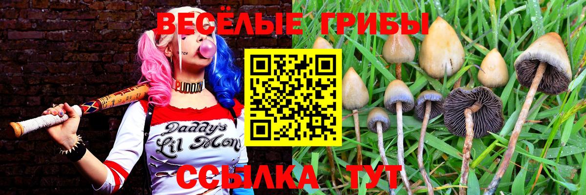 Семилуки  как найти закладки  Вход с VPN  Псилоцибиновые грибы Psilocybe 